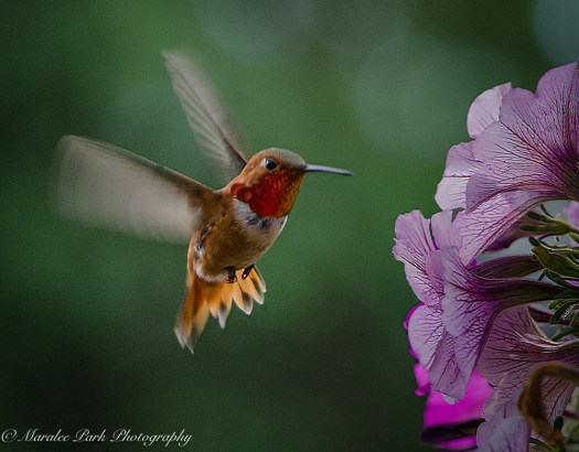 Hummingbirds-3840June 21, 2015-2