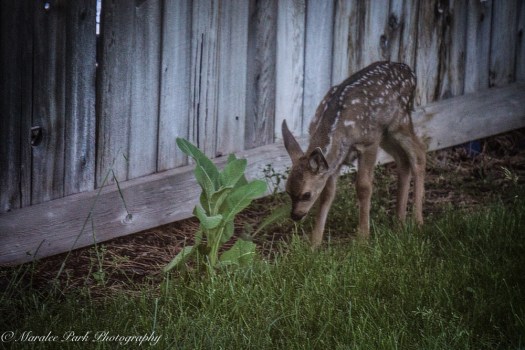 Nature-00814June 16, 2015