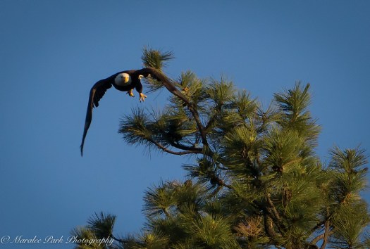 Nature-00868June 19, 2015