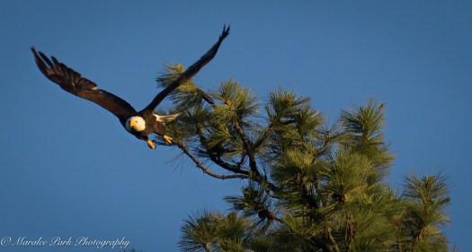 Nature-00869June 19, 2015