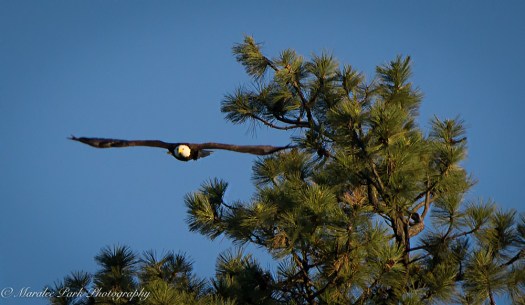 Nature-00871June 19, 2015