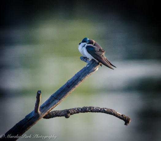 Nature-1266April 30, 2015