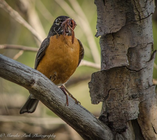 Nature-2798June 03, 2015