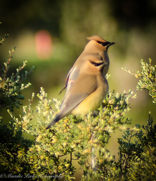 Nature-2820June 04, 2015