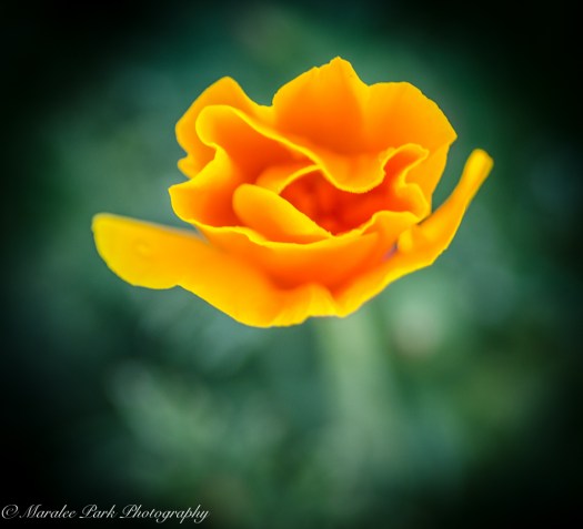 Nature-2828June 04, 2015