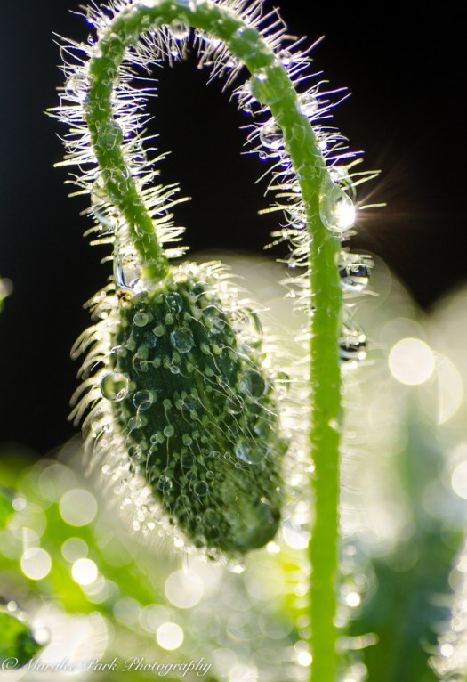 Nature-2831June 04, 2015