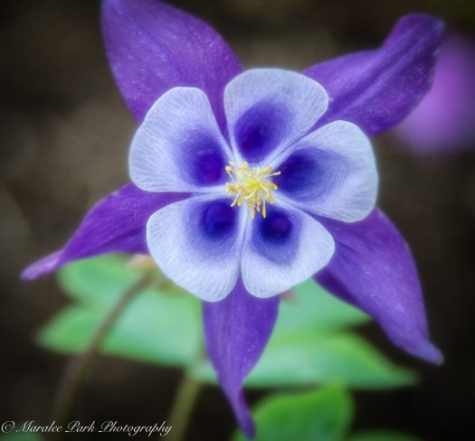 Nature-3231June 08, 2015