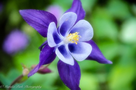 Nature-3232June 08, 2015