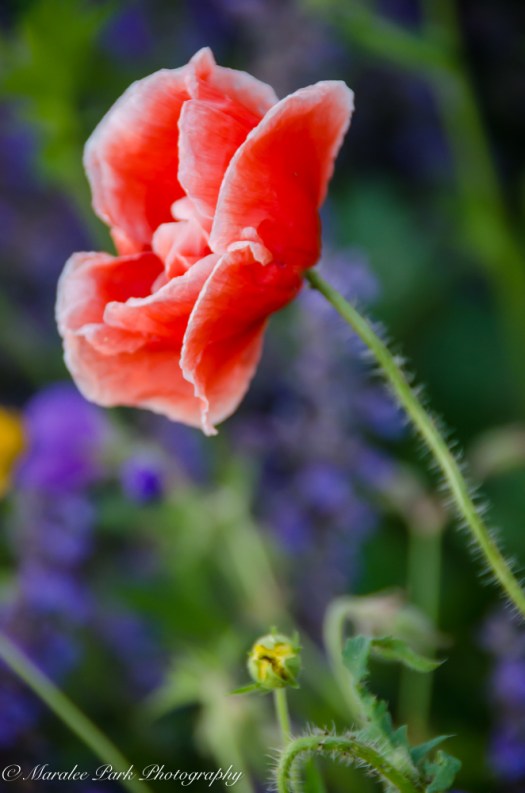 Nature-3254June 09, 2015