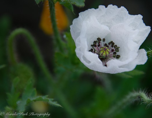 Nature-3257June 09, 2015