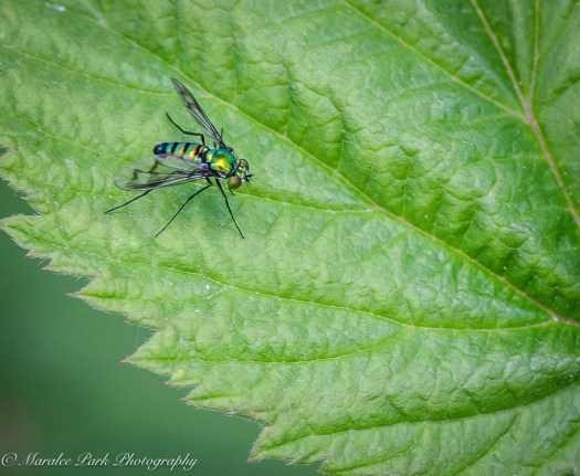 Nature-3746June 19, 2015