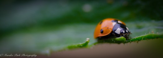 Nature-3944June 28, 2015