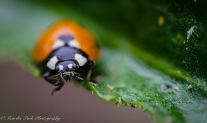 Nature-3948June 28, 2015