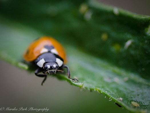 Nature-3953June 28, 2015