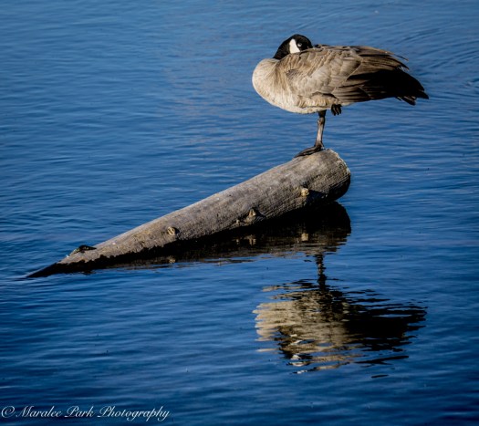 Balloons-01422July 24, 2015