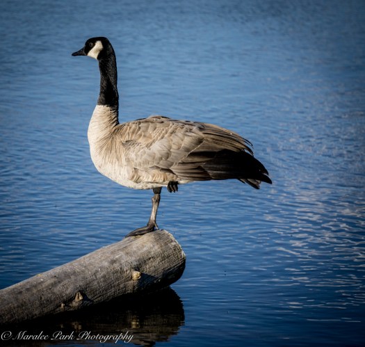 Balloons-01424July 24, 2015