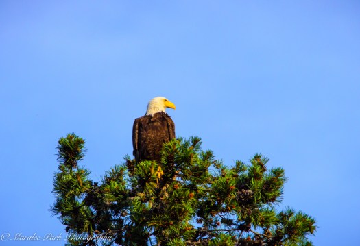 Eagle-3895June 24, 2015