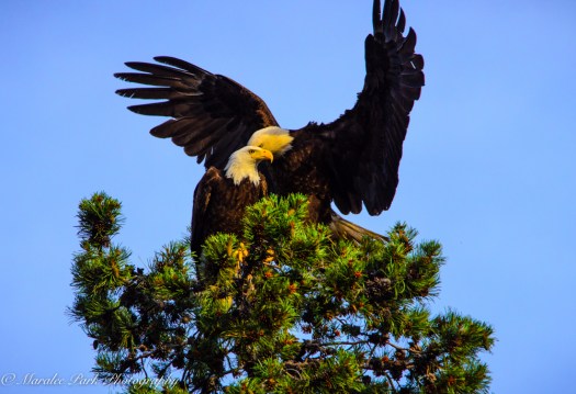 Eagle-3897June 24, 2015