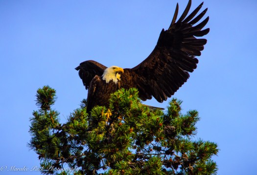 Eagle-3898June 24, 2015