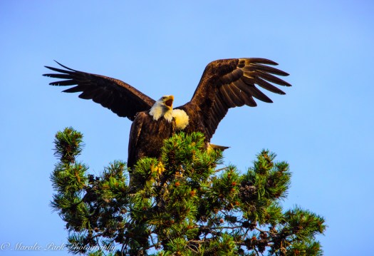 Eagle-3901June 24, 2015