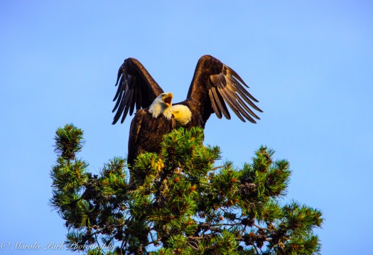 Eagle-3902June 24, 2015