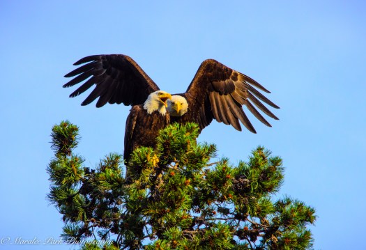 Eagle-3903June 24, 2015