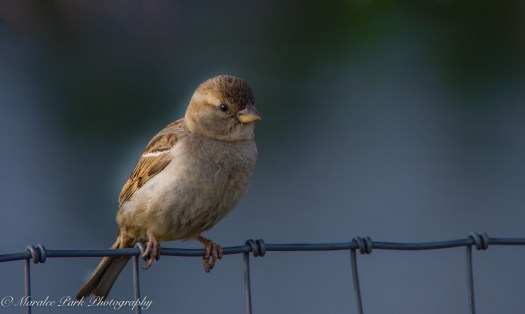 Nature-3243June 08, 2015