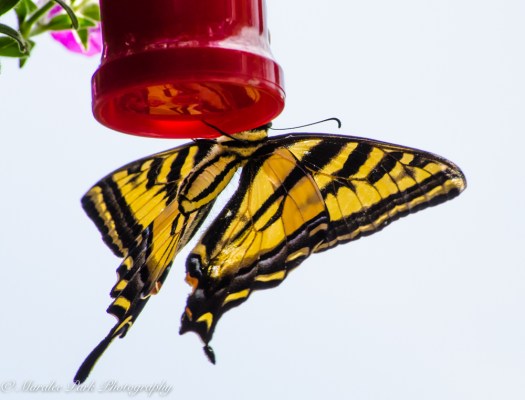 Nature-3930June 26, 2015