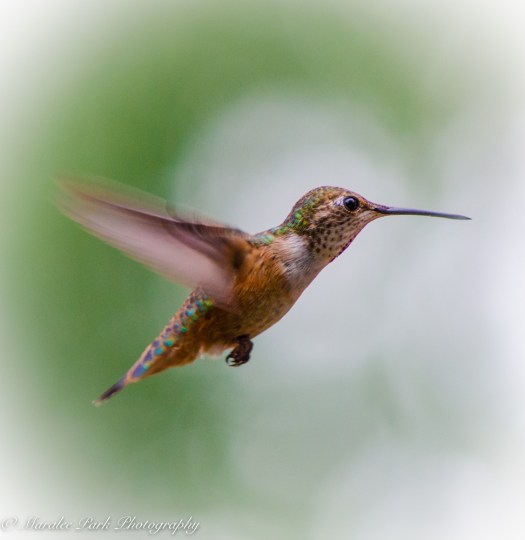 Nature-3976June 28, 2015