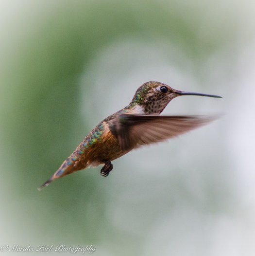 Nature-3977June 28, 2015