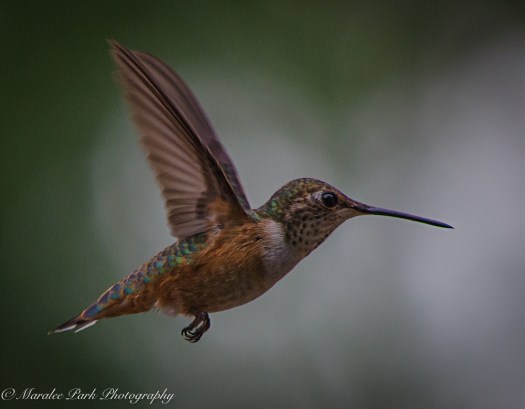Nature-3979June 28, 2015
