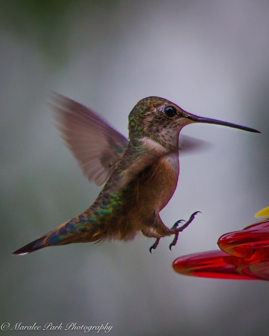 Nature-3980June 28, 2015