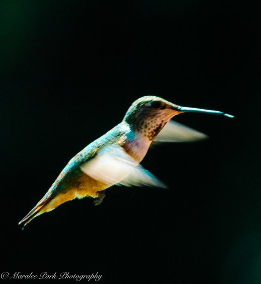 Nature-4048July 03, 2015