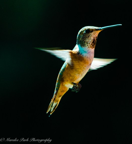 Nature-4053July 03, 2015