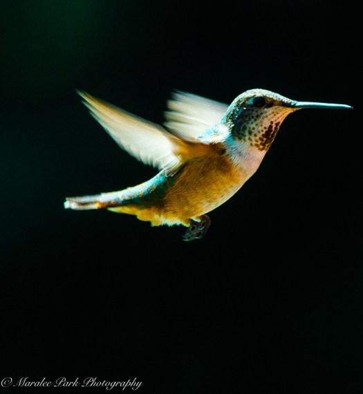 Nature-4055July 03, 2015