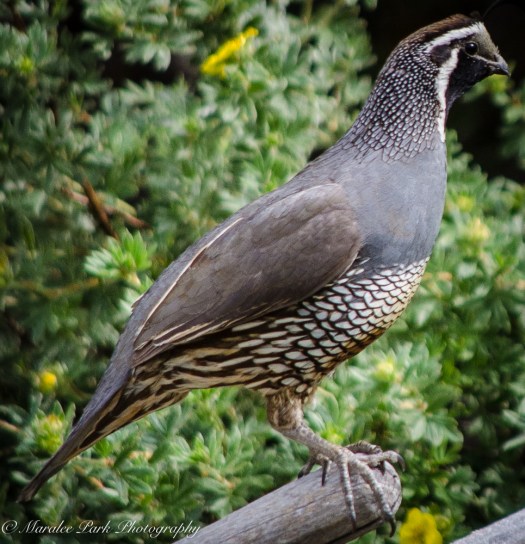 Nature-4112July 05, 2015