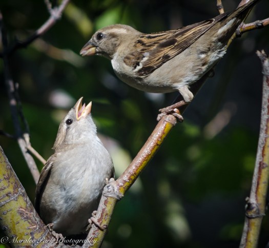 Nature-4114July 05, 2015