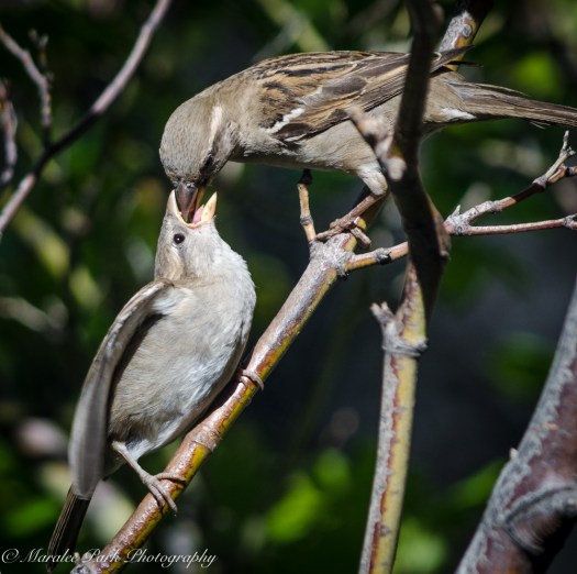 Nature-4128July 05, 2015