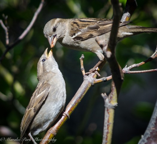 Nature-4130July 05, 2015