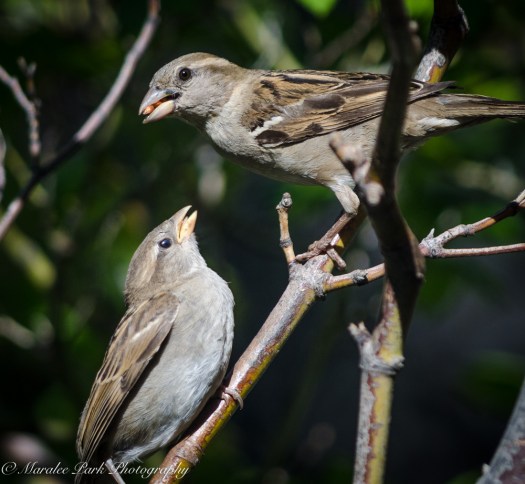 Nature-4131July 05, 2015