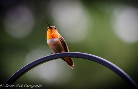 Nature-4314July 11, 2015