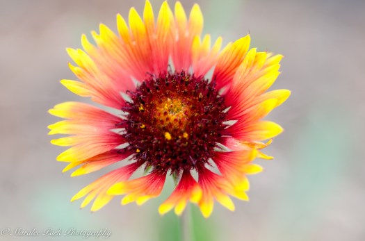 Nature-4387July 12, 2015