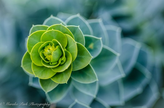 Nature-4399July 12, 2015