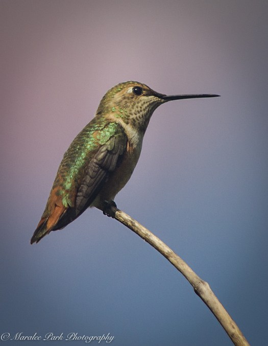 Nature-4449July 13, 2015