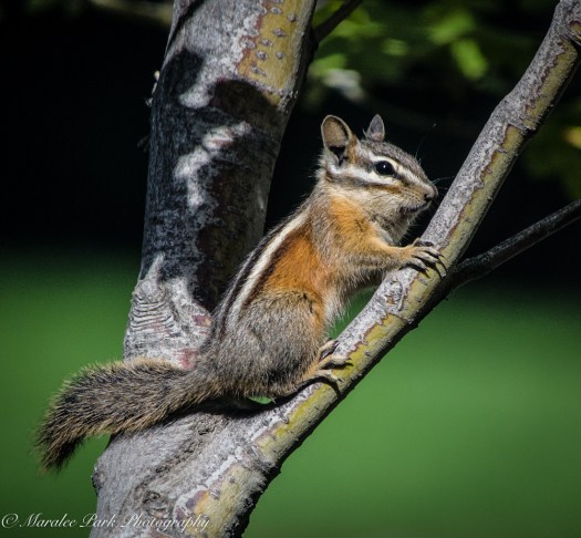 Nature-4525July 21, 2015