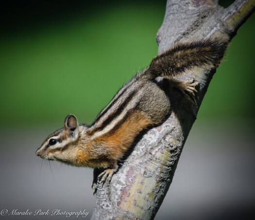 Nature-4527July 21, 2015