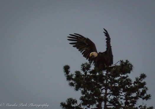 Shevlin Park-01340July 01, 2015