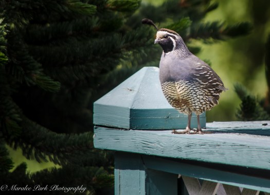 Nature-4260July 10, 2015