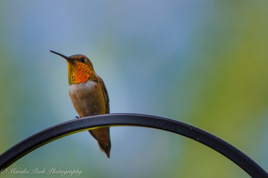 Nature-4281July 10, 2015