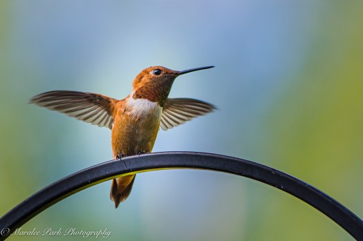 Nature-4287July 10, 2015